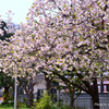 八重桜