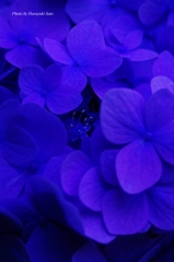 紫陽花の真花