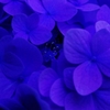 紫陽花の真花