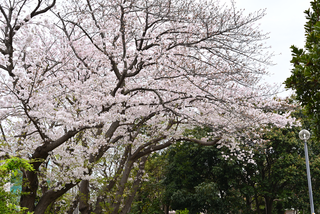 桜