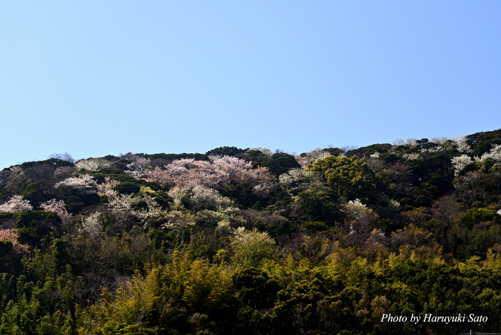 桜のある風景