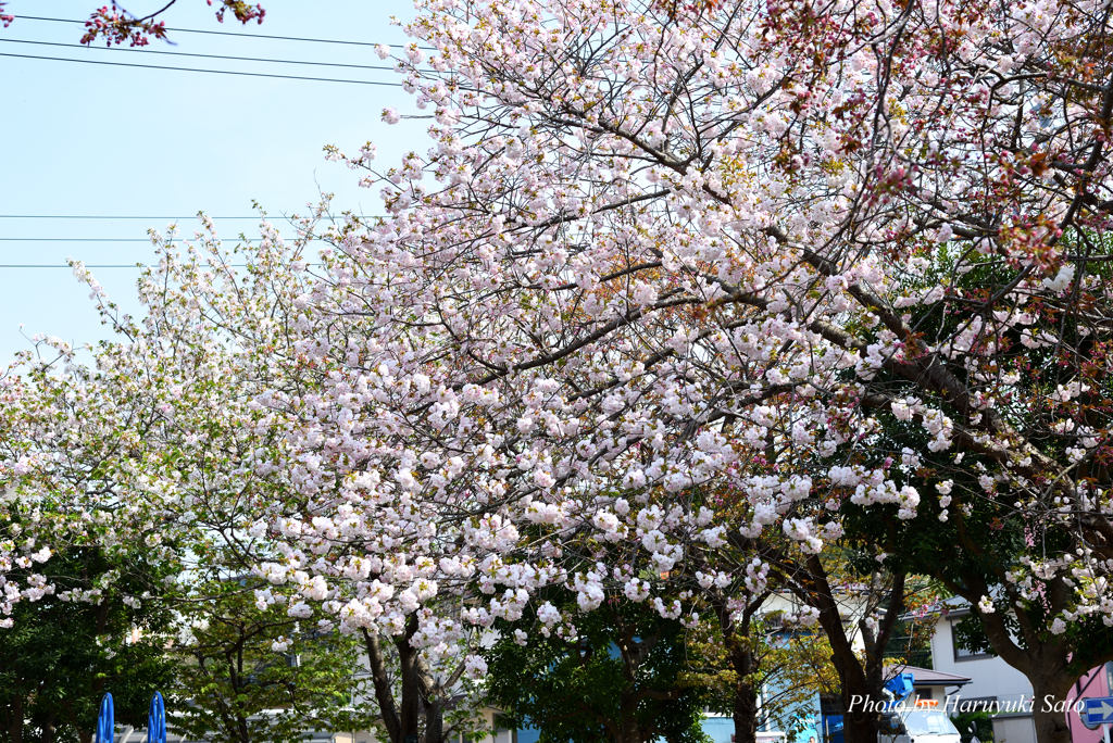 八重桜 満開