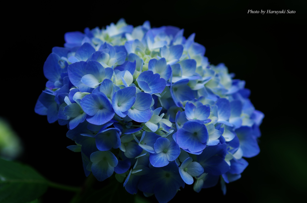 紫陽花 青 By Haruyuki Id 写真共有サイト Photohito