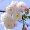 八重桜