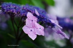 額紫陽花と雫