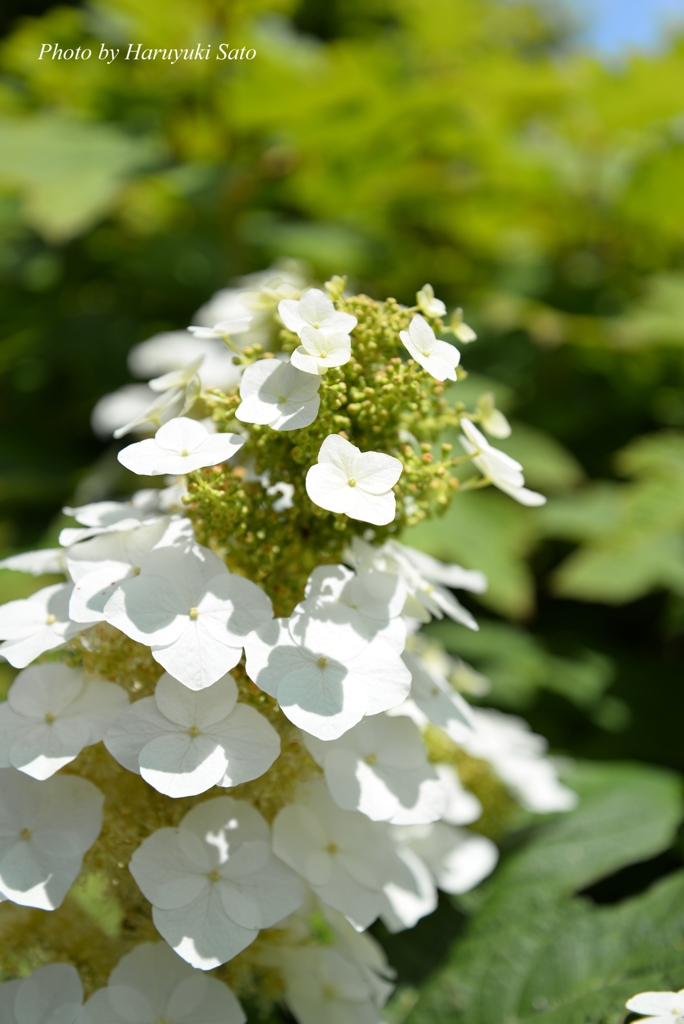 柏葉紫陽花（カシワバアジサイ）