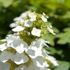 柏葉紫陽花（カシワバアジサイ）