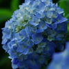 紫陽花（青）