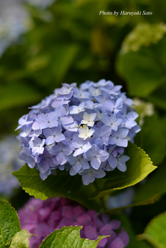 紫陽花