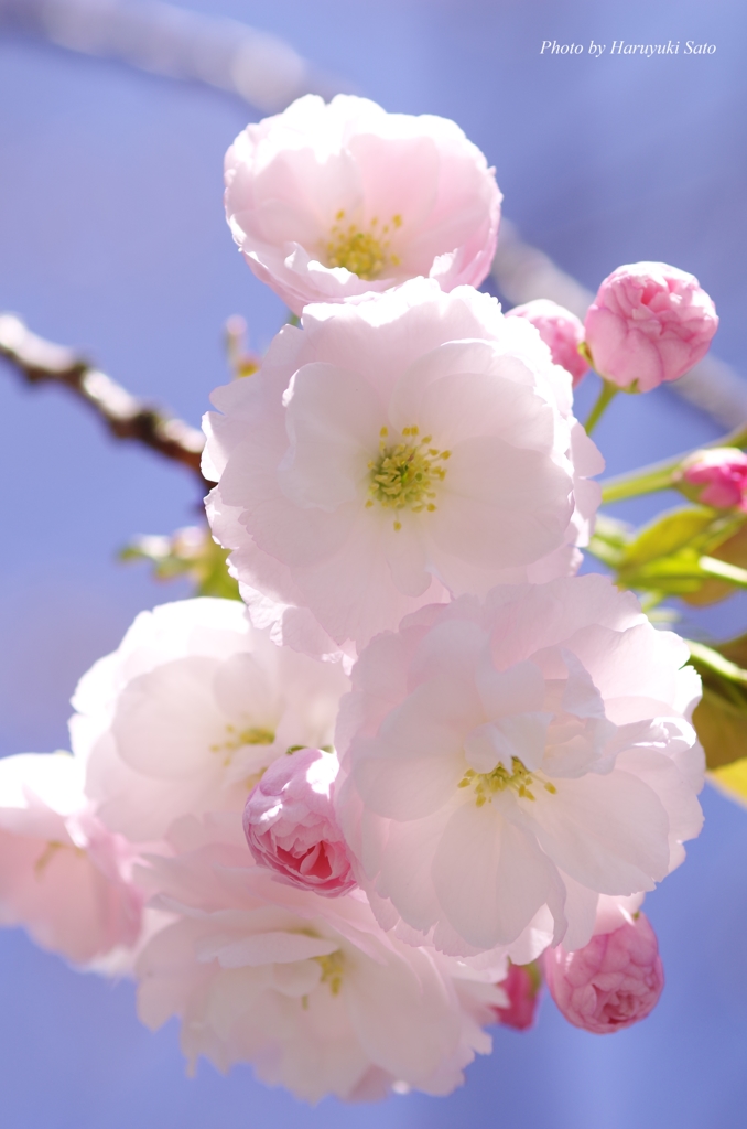 八重桜