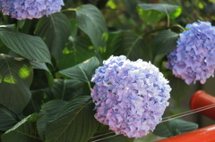 紫陽花は紫陽花