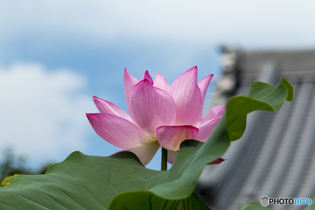 青空に咲く