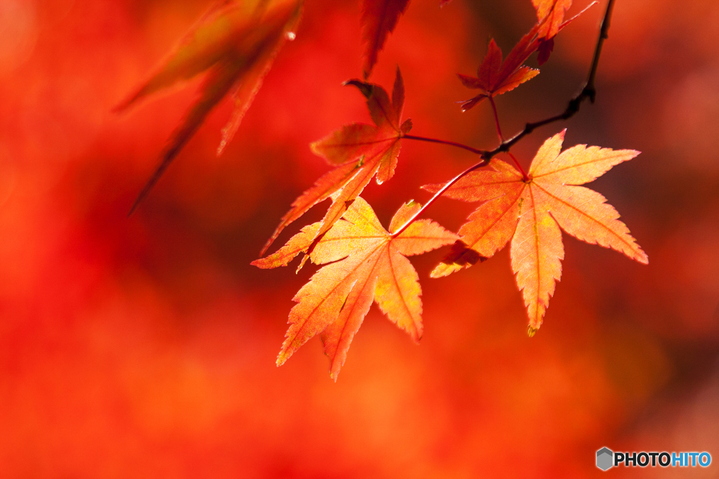 燃える紅葉