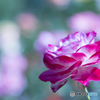 花園の乙女