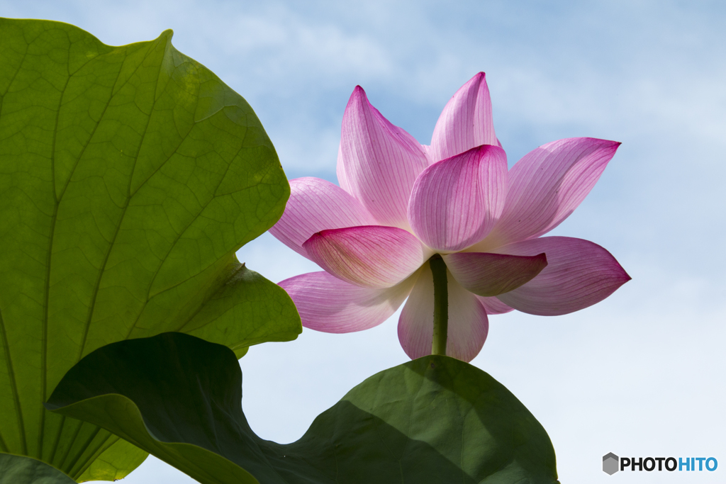 蓮花の空中散歩