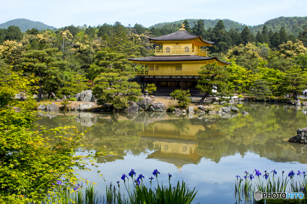 新緑の金閣寺