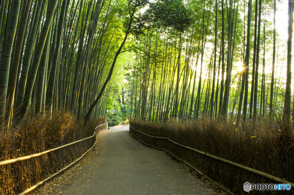 朝陽さす竹林