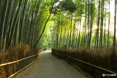 朝陽さす竹林