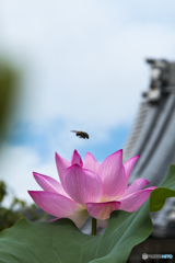 花に舞う