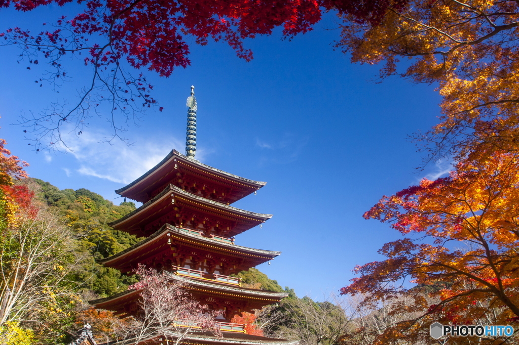 長谷寺の紅葉