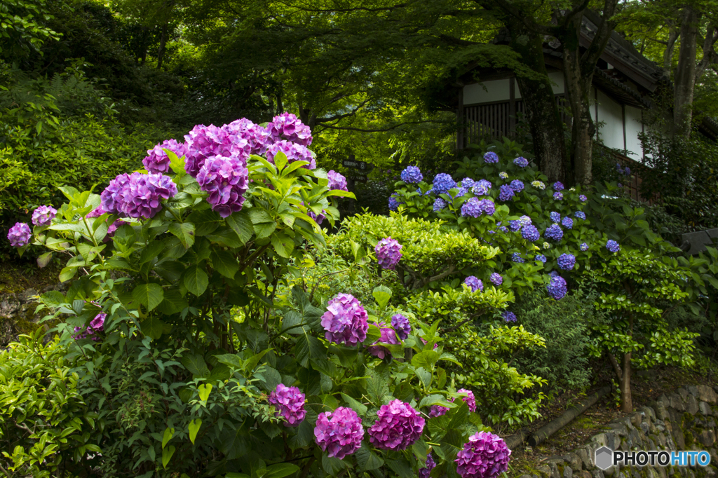 しっとりと咲く紫陽花