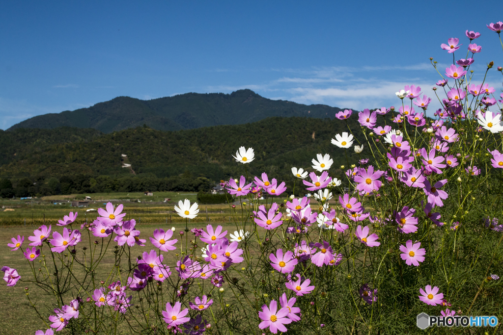 田園に咲く秋桜