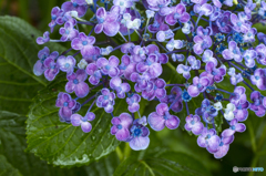 色映えの紫陽花