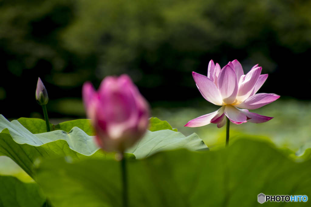 花咲く池