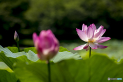 花咲く池