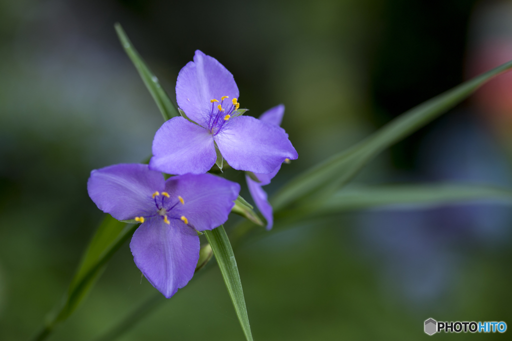 高貴な花