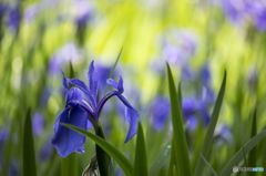 雅の花姿