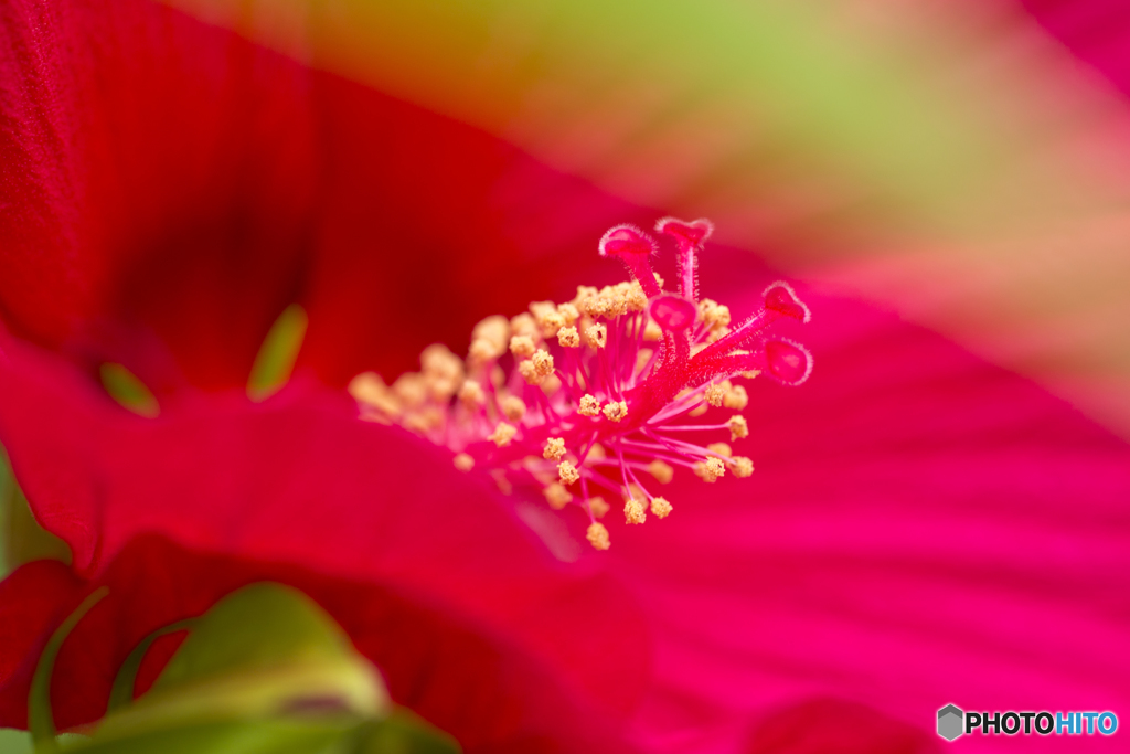 秘密の花園