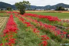 田園のレッドライン