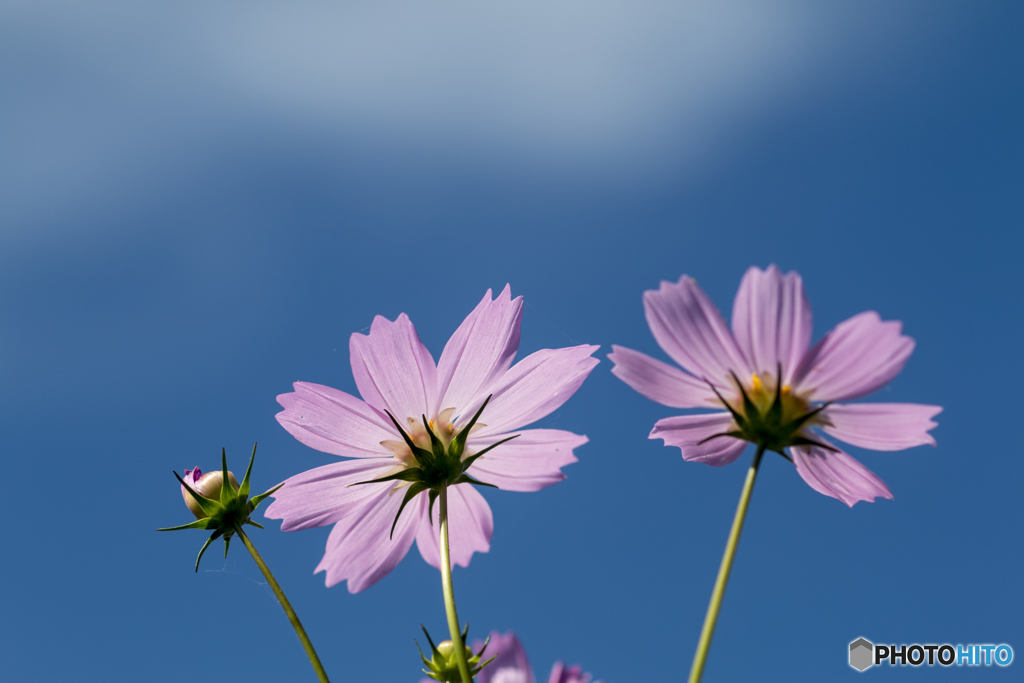 青空と秋桜