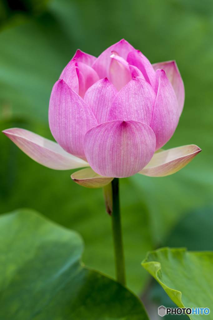 Happy-flower