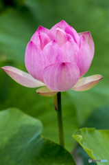 Happy-flower
