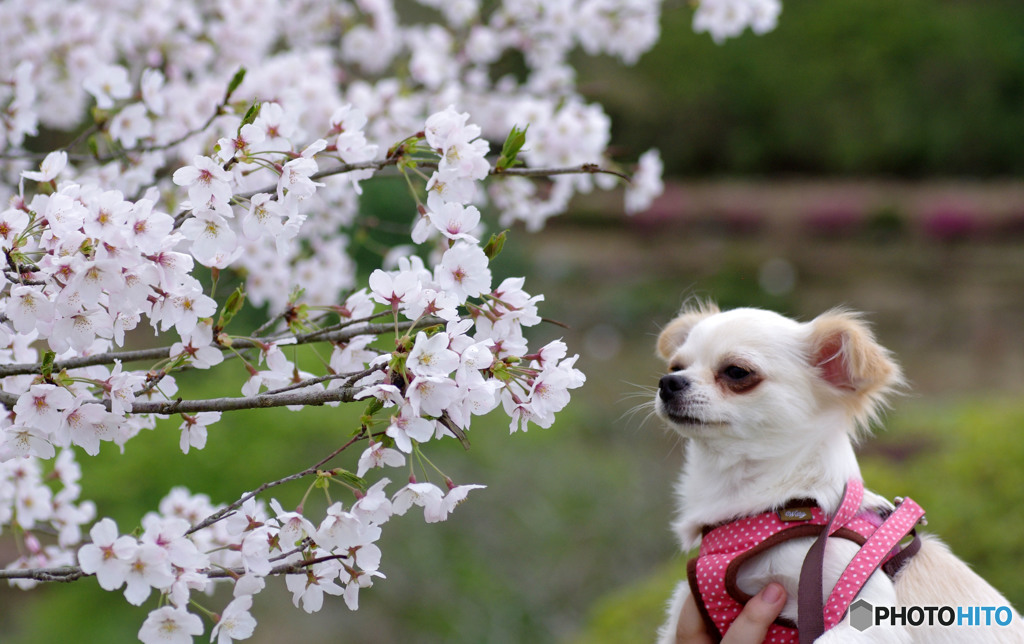 桜を愛でる愛犬