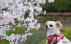 桜を愛でる愛犬