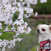 桜を愛でる愛犬