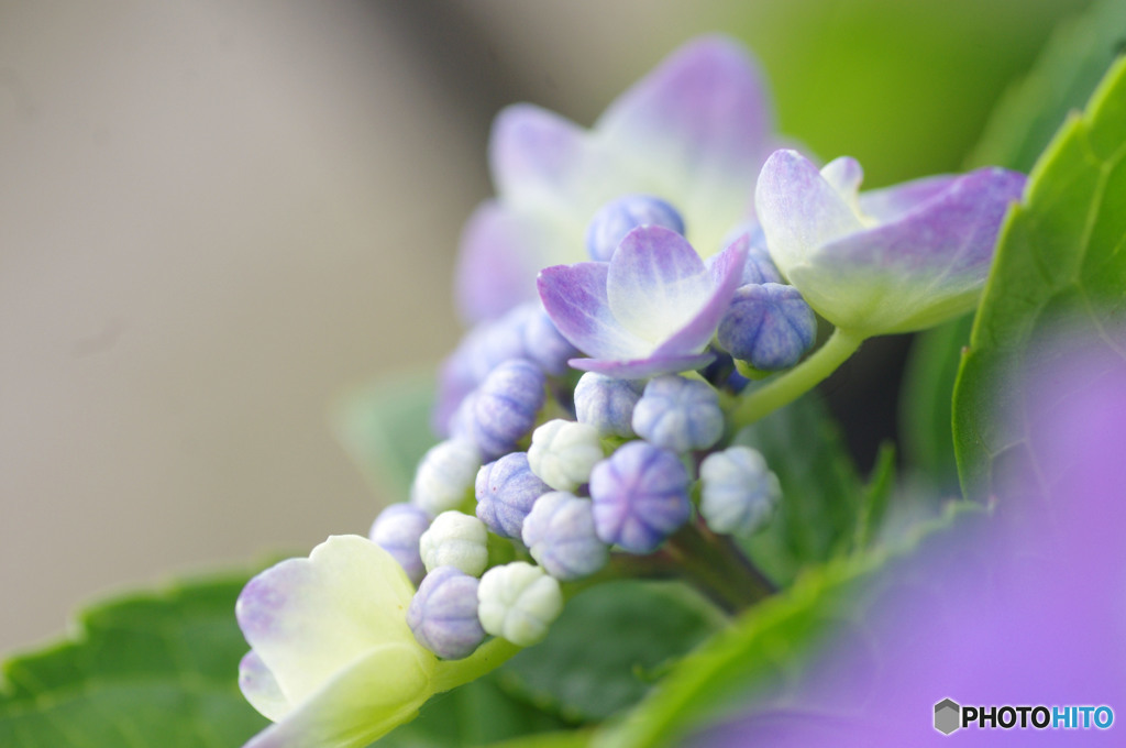 目をさました蕾