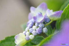 目をさました蕾