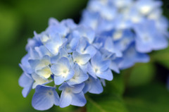 本土寺紫陽花