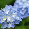本土寺紫陽花
