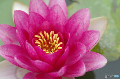 華やか
