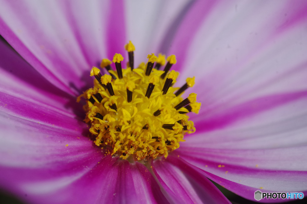 小さな花の集まり