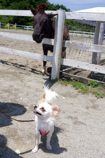 大きさの違い