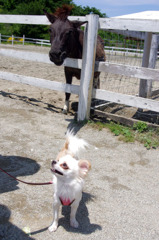 大きさの違い