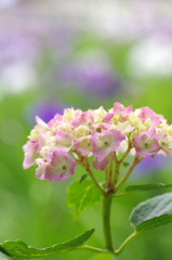 ６月の花