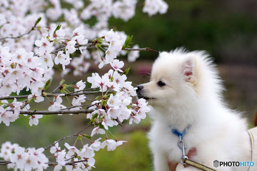 初めての春の香り