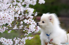 初めての春の香り